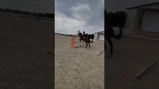 Я вернулась) на первом кадре 70-80 см #equestrian #horse