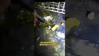 KELUAR LEMAK DARI MERPATI BETINA TUA