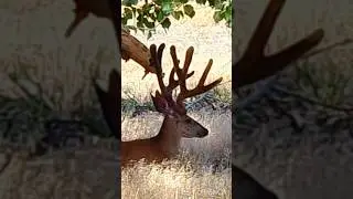 Nature Beauty #animals #wildlife #deer