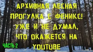 Наша архивная лесная прогулка с Феникс! | Уже и не думал, что будет на YouTube
