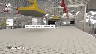 How to harvest 80K broilers in 10 hours