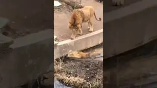 This lion loves his brother more than himself 🥺♥️ #shorts
