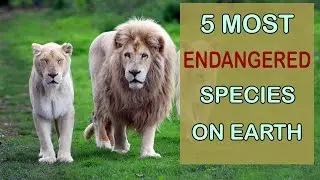5 MOST ENDANGERED SPECIES ON EARTH