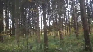 нападение грибабаса