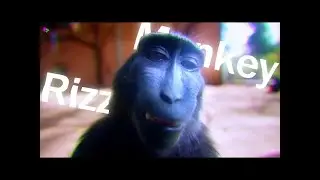 MONKEY RIZZ! 😱🤯👑🦍🦍🦍🦍🦍