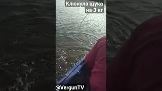 Озерной зацепил щуку на 3 кг на воблер в Орлике 