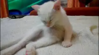 Спит котёнок