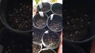 Сею томаты/очень красивые и вкусные сорта/25.03.2023/Покупала у Натальи Старостиной, коллекционера