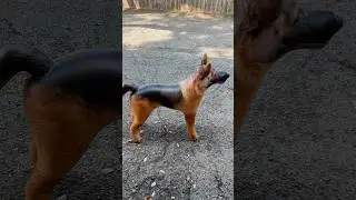 Odd Props: Inflatable Dog 