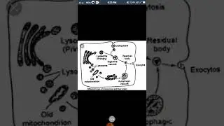 Lecture 4- Cell the unit of life