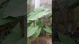 અરબી...🫒#shortsvideo #shortvideo #trending #viral #reels #viralvideo #trend #india
