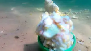 Тишина и только как под водой) подводная съёмка с кормушкой еды