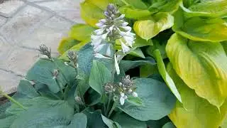 Голубая хоста Элеганс (лат. hosta Elegans) классика жанра. #хоста #голубаяЭлеганс #цветыхостыЭлеганс