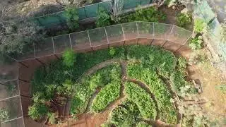 Urban permaculture mandala garden