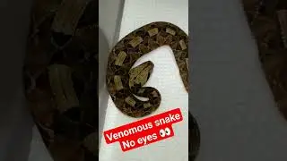 The Unbelievable Gaboon Viper Born Without Eyes