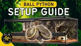 Ball Python Setup in a Glass Enclosure