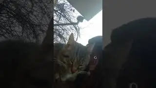 Кот Серый пришёл просить прощения🙏Люди так не делают😟