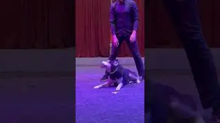 Вожак стаи Шаман