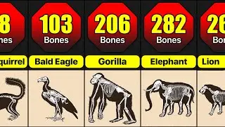 How Many Bones Do Animal Have | Animal Bones Comparison