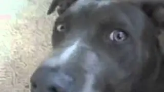 VID 00009-20101003-1417.3GP