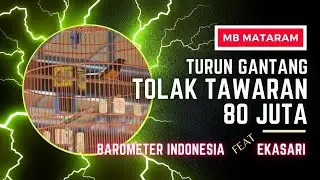 MURAI BATU MATARAM ||TURUN GANTANG TOLAK TAWARAN 80 JUTA