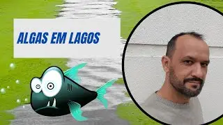 Algas em Piscinas | Águanox Limpeza de Piscinas & Tratamento de Água