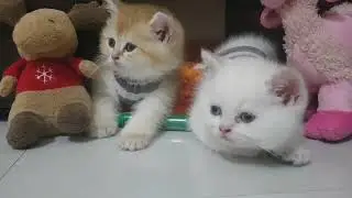 Cute kittens playing at 6 weeks old | British shorthair