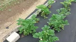 Внеплановый обход огорода и работа с дынями в теплице