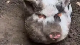 Свинтус Живёт в кайф