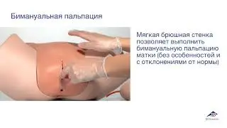 Тренажер для обучения навыкам проведения гинекологического обследования P91