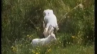 Taggeschau, программа передач и конец эфира (ARD Германия,12.10.1992)