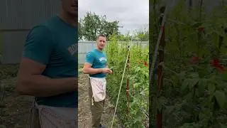 ПРИВИВКА ШТАМБОВЫХ РОЗ НАЧАЛАСЬ 
