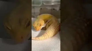 Leopard gecko salin kulit