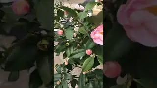 Trà trung quốc khi được thuần tại việt nam