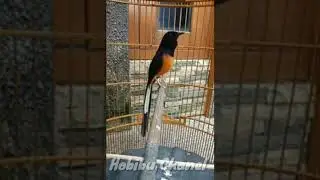 Murai Batu Medan gacor.. Borong semua piala