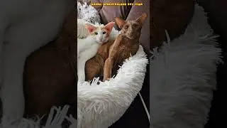 Как впихнуть невпихуемое☺️ #shorts #cat  #comedy #funny