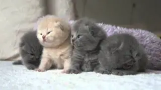 Сонные котята