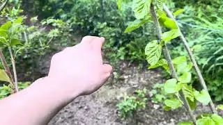 Weiße Johannisbeeren im Garten anbauen