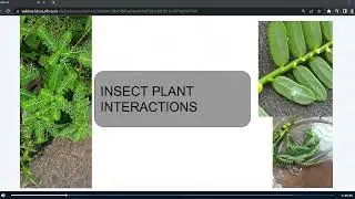 Experimental design by Sauraya and Lahari for studying phyllanthus sleep-wake cycle