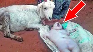 Goat Gives Birth to Human like Babies