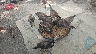 pollada