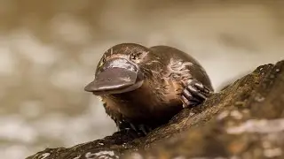 OTORRINOLARINGO