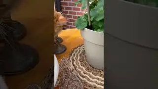 😸Артемис и🦎Агама.