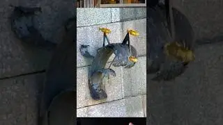Памятник Блокадной колюшке