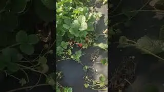 12.09.24 Кормлю ремы
