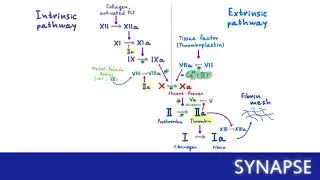 USMLE Step 1 - Secondary Hemostasis