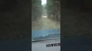 Прогулка по лесу на авто.