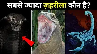 कोन है दुनिया का सबसे ज़हरीला जीव। Wildlife Adventure In हिन्दी