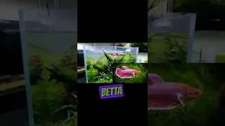 Tipos de BETTAS según sus COLAS!!!!! #bettafish #betta #shorts