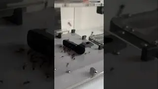 What do Ants Sound Like?